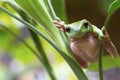 Australian Green Tree Frog Royalty Free Stock Photo