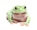 Australian Green Tree Frog (Litoria caerulea) Royalty Free Stock Photo