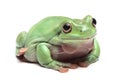 Australian Green Tree Frog (Litoria caerulea) Royalty Free Stock Photo