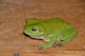 Australian green tree frog, Litoria caerulea Royalty Free Stock Photo