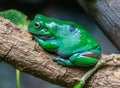 Australian Green Tree Frog Litoria caerulea Royalty Free Stock Photo