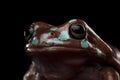 Australian green tree frog, or Litoria caerulea black background Royalty Free Stock Photo