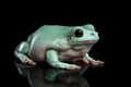 Australian green tree frog, or Litoria caerulea black background Royalty Free Stock Photo