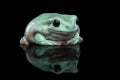 Australian green tree frog, or Litoria caerulea black background Royalty Free Stock Photo