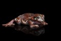 Australian green tree frog, or Litoria caerulea black background Royalty Free Stock Photo