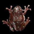 Australian green tree frog, or Litoria caerulea black background Royalty Free Stock Photo