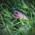 Australian Green Tree Frog on white background Royalty Free Stock Photo