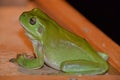 Australian green tree frog, Litoria caerulea Royalty Free Stock Photo