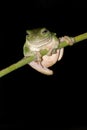 Australian Green Tree Frog on Rainforest Palm Frond Royalty Free Stock Photo
