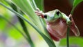 Australian Green Tree Frog