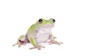 Australian Green Tree Frog on white background Royalty Free Stock Photo