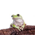 Australian Green Tree Frog on white background