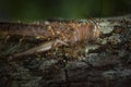 Australian green tree Worker ants feeding on a dead Locust grasshopper