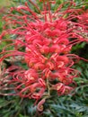 Australian Grevillea Royalty Free Stock Photo