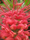 Australian Grevillea