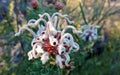 Australian Grevillea buxifolia grey spider flower Royalty Free Stock Photo