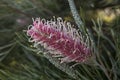 Australian Grevillea 'Majestic' Royalty Free Stock Photo