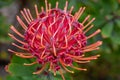 Australian grevillea shrub flower Royalty Free Stock Photo
