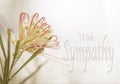 Australian grevillea sympathy card