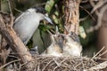 Australian Grey Butcherbird Royalty Free Stock Photo
