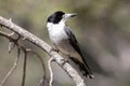 Grey Butcherbird Royalty Free Stock Photo