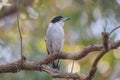 Australian Grey Butcherbird resting on branch