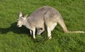 Australian grey kangaroo with joey in her pouch Royalty Free Stock Photo