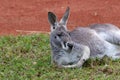 Australian kangaroo laying on the ground Royalty Free Stock Photo