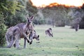 Australian grey kangaroos grazing on fresh grass farm paddock