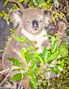 Australian grey Koala Bear in eucalyptus tree , Sydney, Austral Royalty Free Stock Photo