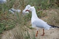 Australian Gulls nesting on Penguin Island, Freemantle, Western Australia