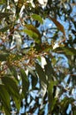 Australian Gum Leaves Royalty Free Stock Photo