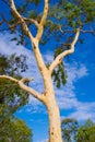 Australian Gum tree Royalty Free Stock Photo