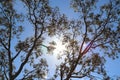 Australian gum tree background Royalty Free Stock Photo