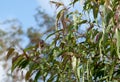 Australian gum tree Corymbia citriodora leaves