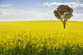 Australian gum tree in field of canola Royalty Free Stock Photo