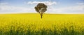 Australian gum tree in field of canola Royalty Free Stock Photo