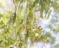 Australian gum tree gumnuts Royalty Free Stock Photo