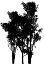 Australian gum trees black silhouette Royalty Free Stock Photo