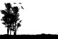 Australian gum trees black silhouette landscape Royalty Free Stock Photo