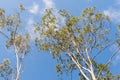 Australian Gum Trees Eucalyptus Citriodora Royalty Free Stock Photo