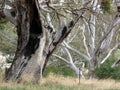 Australian Gum Trees Landscape Royalty Free Stock Photo