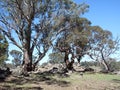 Australian Gum Trees Landscape