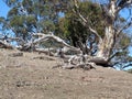 Australian Gum Trees Landscape