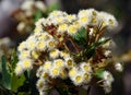 Australian gumtree flowers (Angophora hispida) Royalty Free Stock Photo