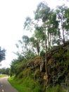 An Australian gumtree growing out of a rock near a pedestrian & bike path Royalty Free Stock Photo