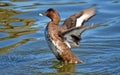 Australian Hard Head Duck Royalty Free Stock Photo