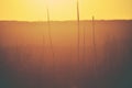 Australian heath landscape at sunset with grass trees