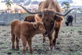 Australian Highland