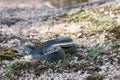 Australian Highlands Copperhead Royalty Free Stock Photo